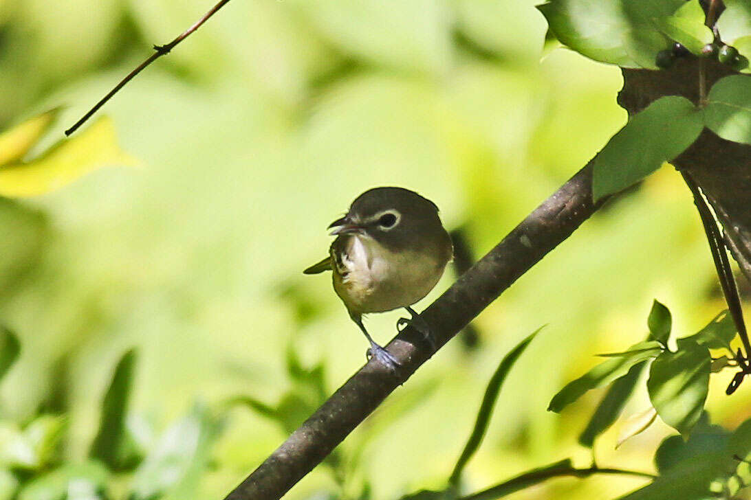 Image of Blue-headed Vireo