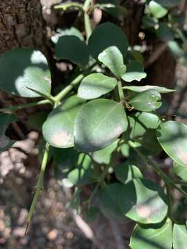 Image of Carissa bispinosa var. bispinosa