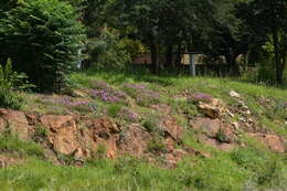 Imagem de Delosperma cooperi (Hook. fil.) L. Bol.