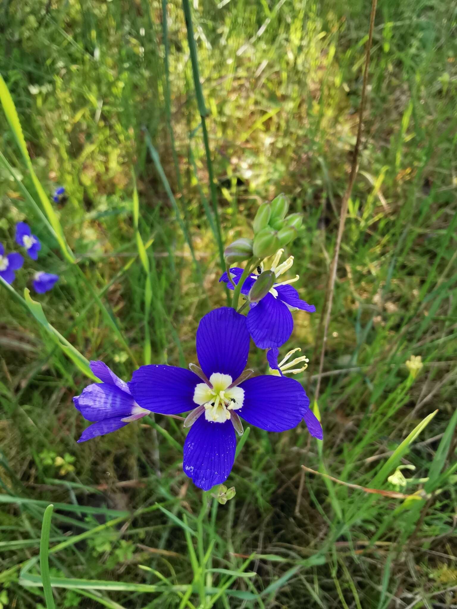 Image of Heliophila coronopifolia L.