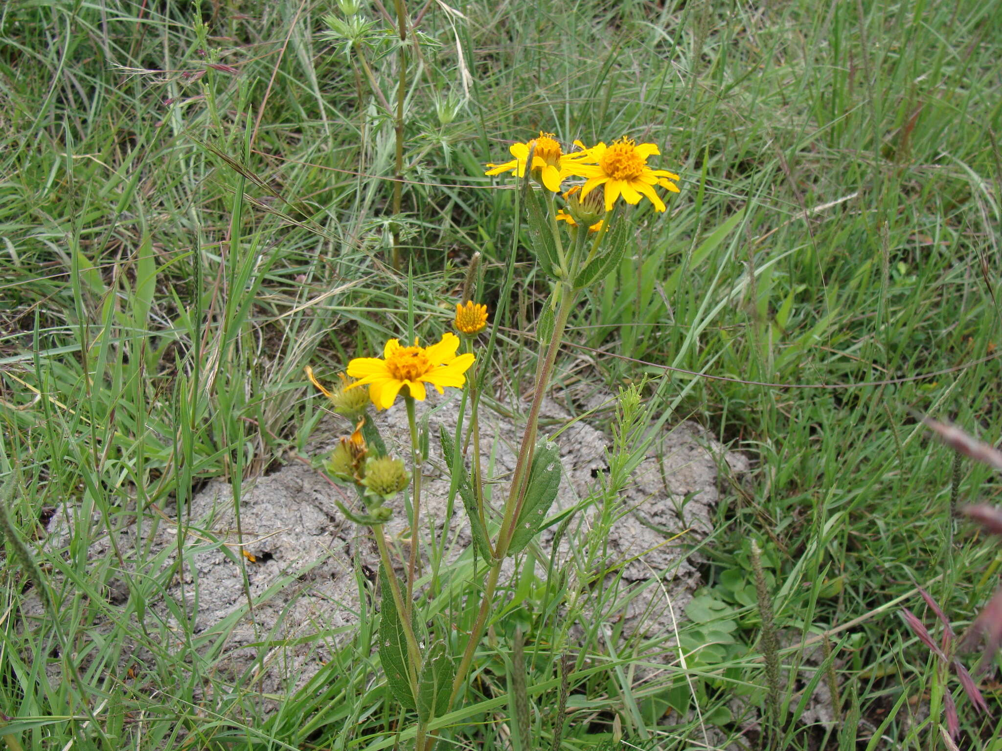 Image de Lasianthaea aurea (D. Don) K. M. Becker