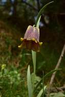 Image of Fritillaria pyrenaica L.