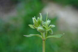 Image of common chickweed