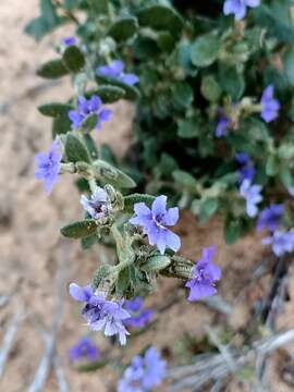 Image of Dampiera marifolia Benth.