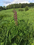 Image of big-leaved lupine