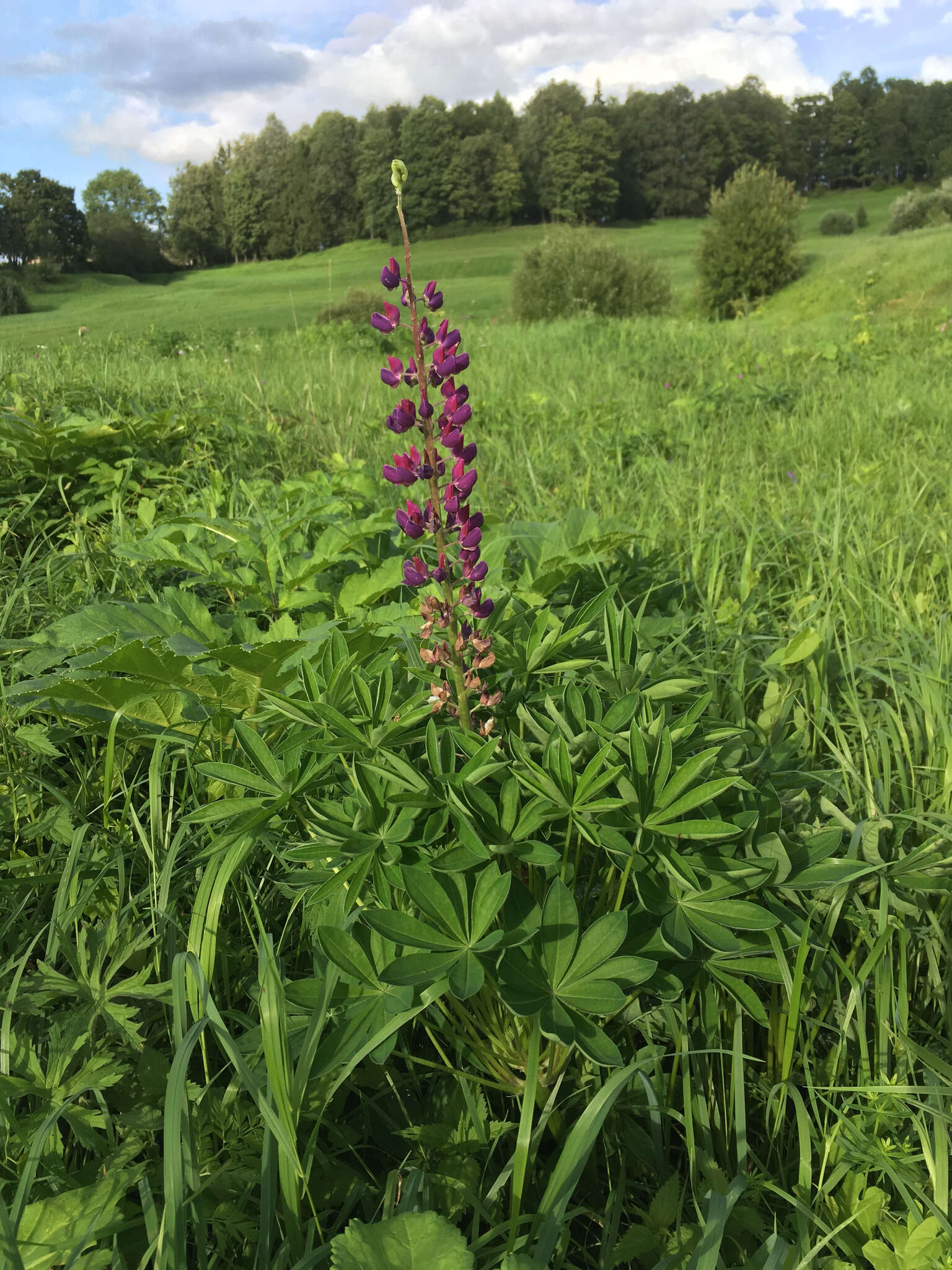 Image of big-leaved lupine