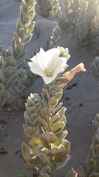 Image of Convolvulus persicus L.