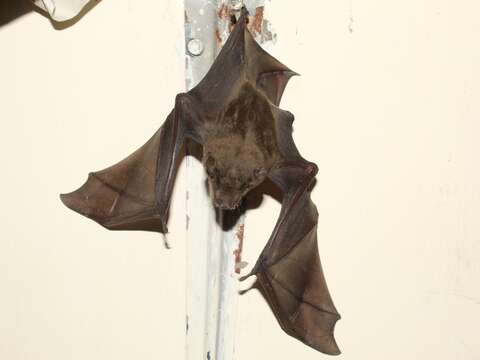 Image of Asiatic Lesser Yellow House Bat