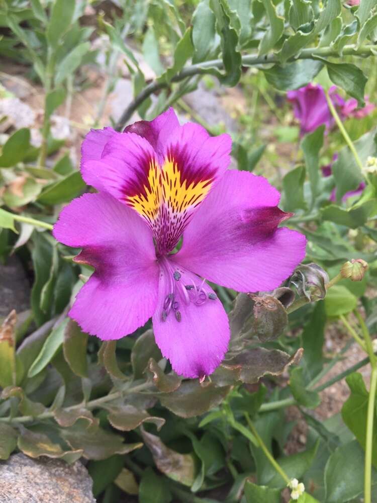 Image of Alstroemeria philippii Baker