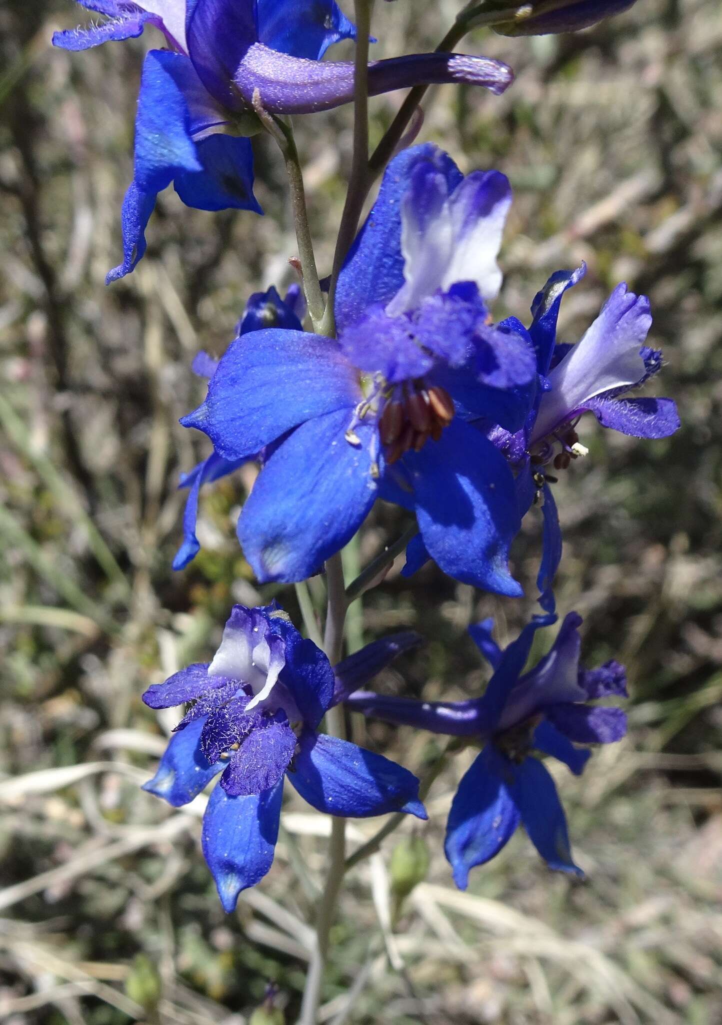 Delphinium scaposum Greene的圖片