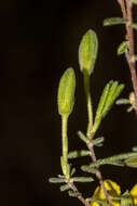 Plancia ëd Hibbertia australis N. A. Wakefield