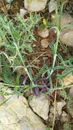 Image of Dianthus libanotis Labill.