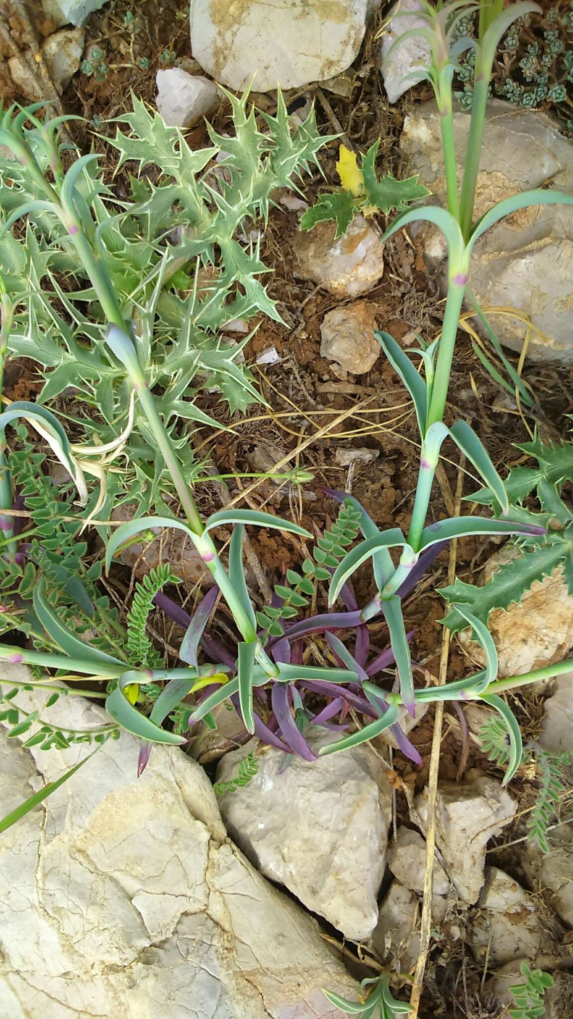 Слика од Dianthus libanotis Labill.