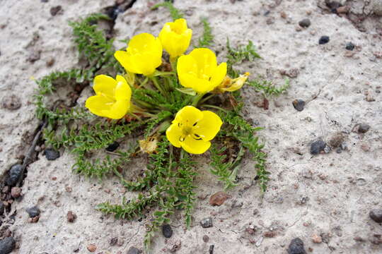 Image of Tansy-Leaf Goldeneggs