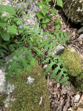 Image of Tennessee leafcup