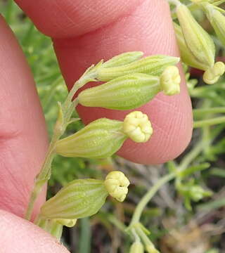 Image of Silene aethiopica subsp. aethiopica