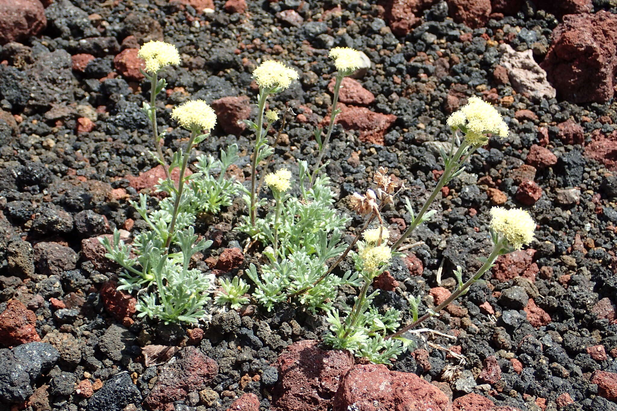 Plancia ëd Artemisia glomerata Ledeb.