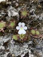 Image of Pinguicula gracilis S. Zamudio