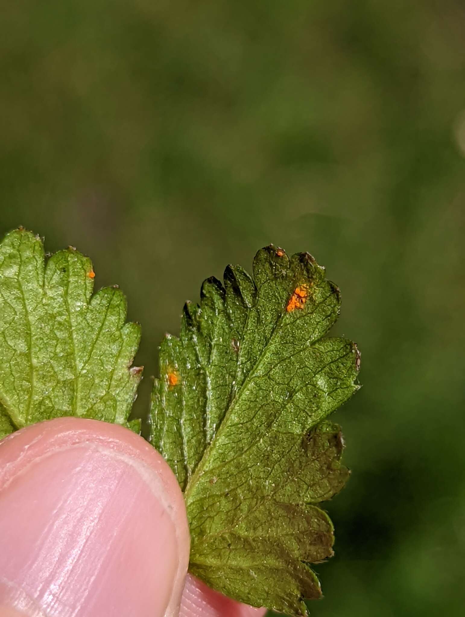 Image of Phragmidium mexicanum (Mains) H. Y. Yun, Minnis & Aime 2011