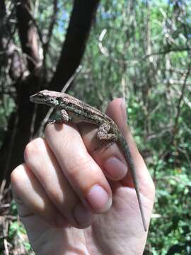 Image de Anolis opalinus Gosse 1850