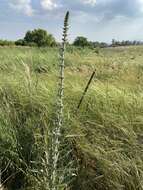 Echium glomeratum Poir.的圖片