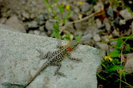 Image of Himalayan Agama