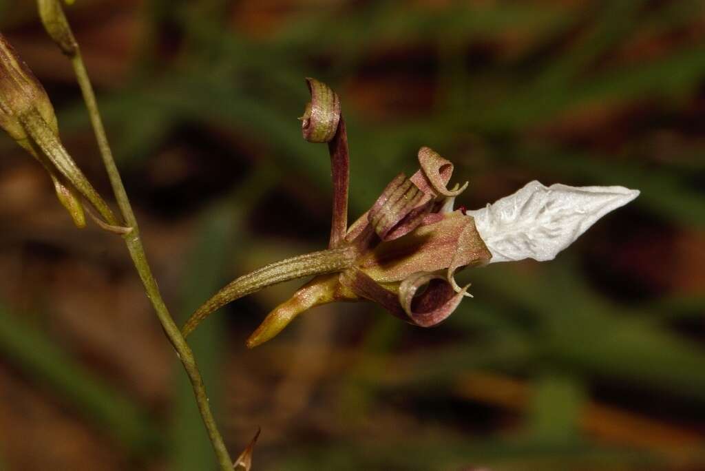 Image of Eulophia venulosa Rchb. fil.