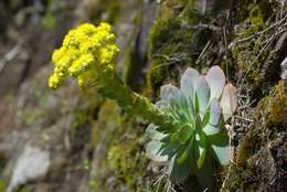 Aeonium diplocyclum (Webb ex Bolle) T. H. M. Mes resmi