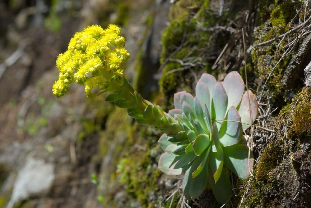 Aeonium diplocyclum (Webb ex Bolle) T. H. M. Mes resmi