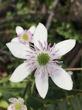 Image of Knowltonia hepaticifolia (Hook. fil.) Christenh. & Byng