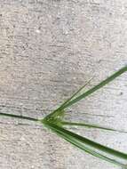 Imagem de Cyperus croceus Vahl