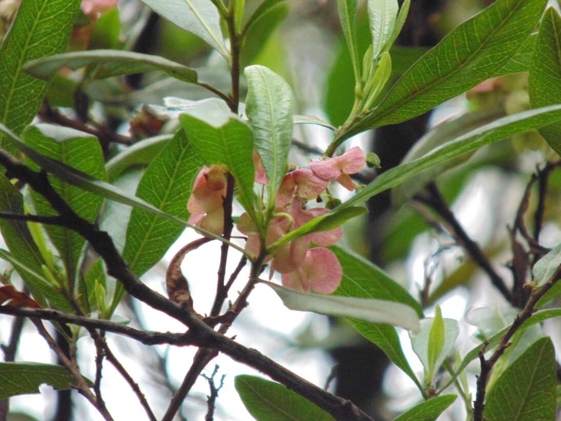 Image of Florida hopbush