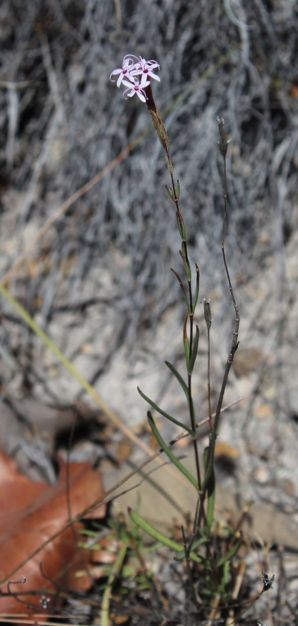 Image of Carphochaete schaffneri Greenm.