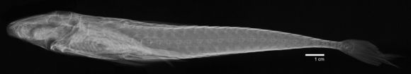 Image of <i>Harttia loricariformis</i> Steindachner 1877