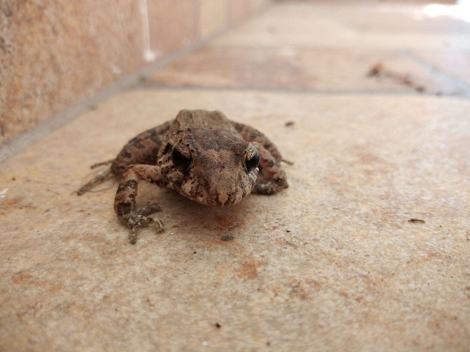 Image of Berkenbusch's Robber Frog