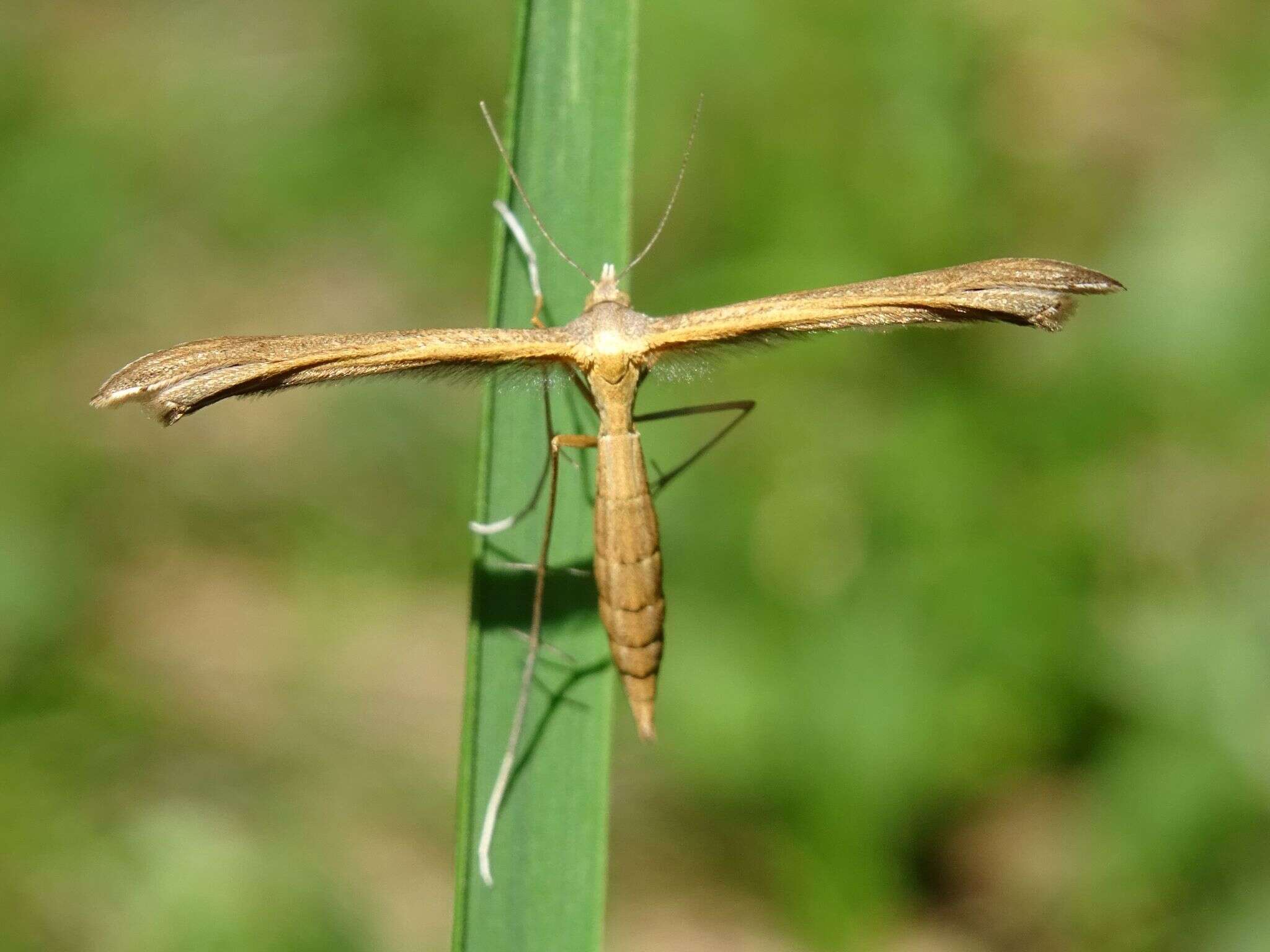 Image de Stenoptilia pterodactyla (Linnaeus 1761)