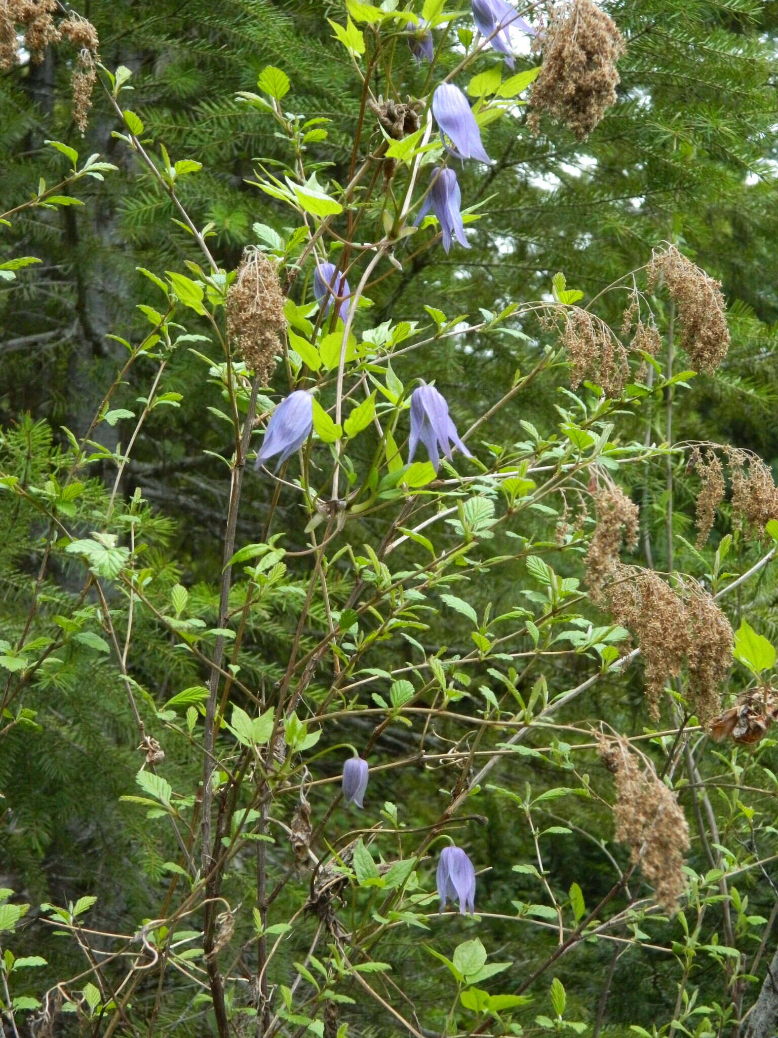 Image of western blue virginsbower