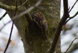 صورة Certhia familiaris macrodactyla Brehm & CL 1831