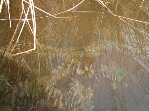 Слика од Hydrilla