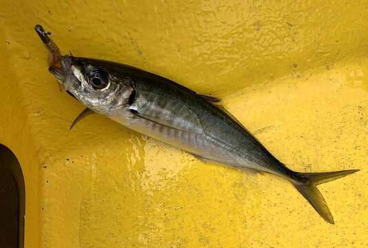 Image of Atlantic Horse Mackerel