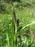 Image de Puccinia montana Fuckel 1874