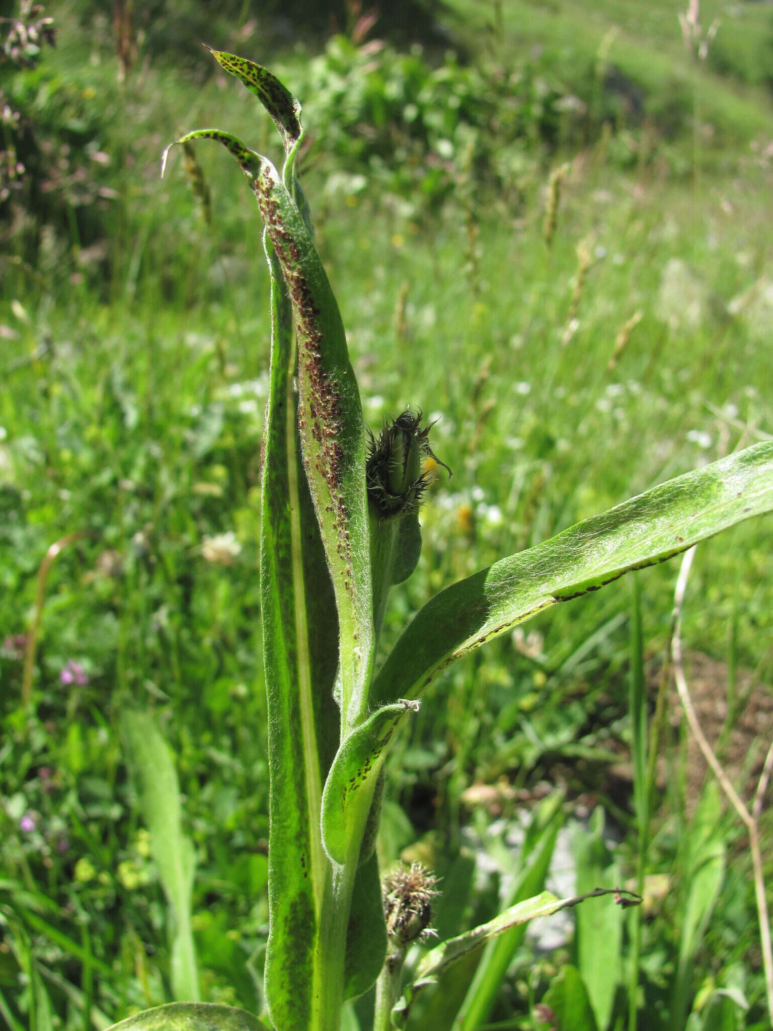 Imagem de Puccinia montana Fuckel 1874