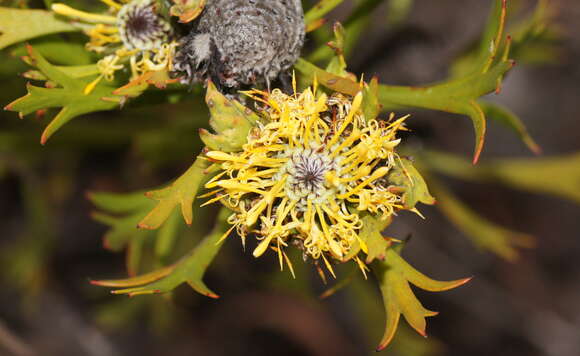 Imagem de Isopogon anemonifolius (Salisb.) Knight