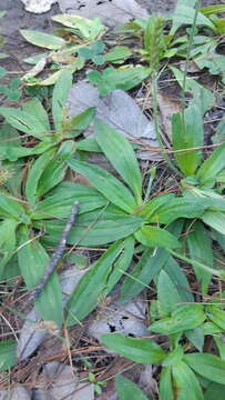 Image of Mexican plantain