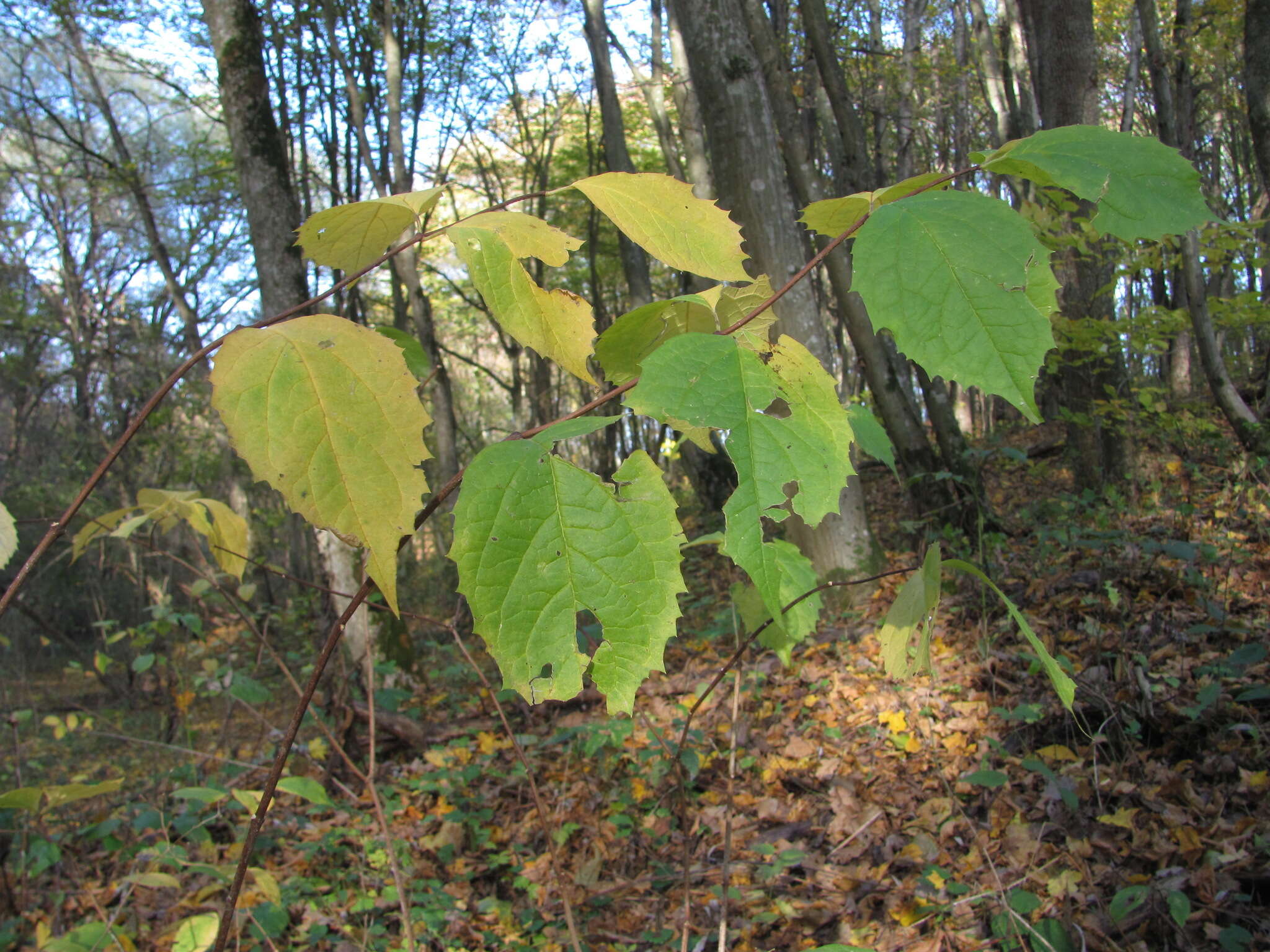 Image of golden mock orange