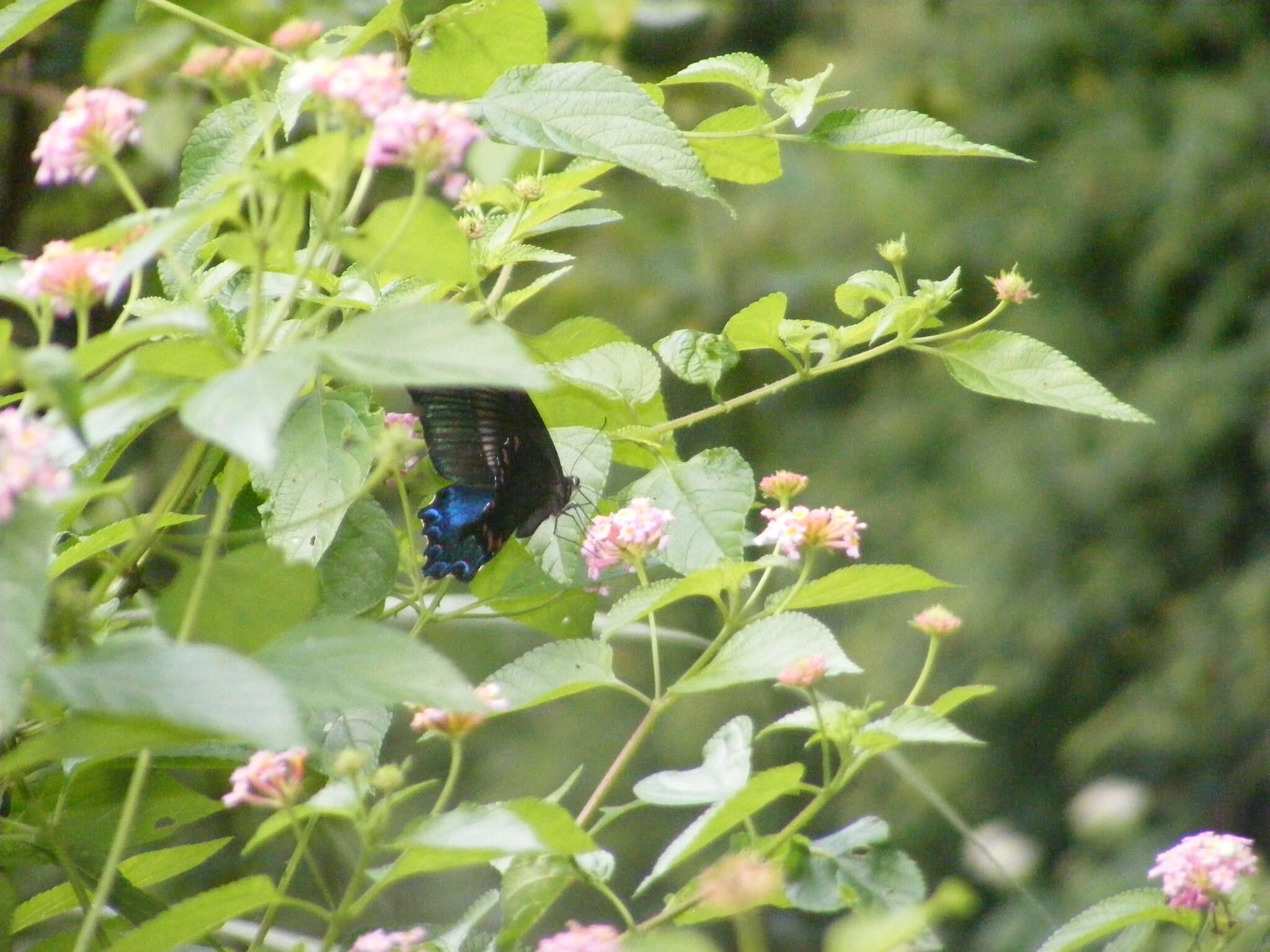 Image of <i>Papilio bianor thrasymedes</i>