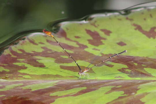 Image of Orange-striped Threadtail