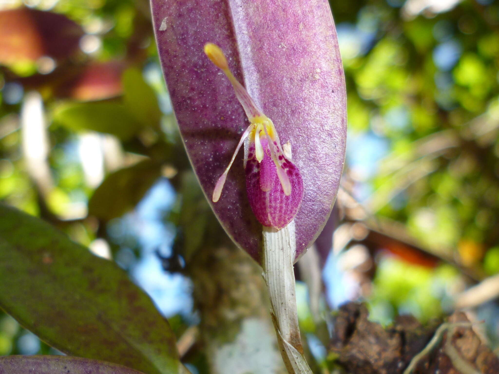 Image of Fly-carrying Restrepia