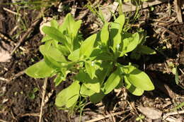 Image of Myosotis sparsiflora Pohl