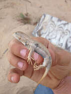 Image of Dunes Sagebrush Lizard